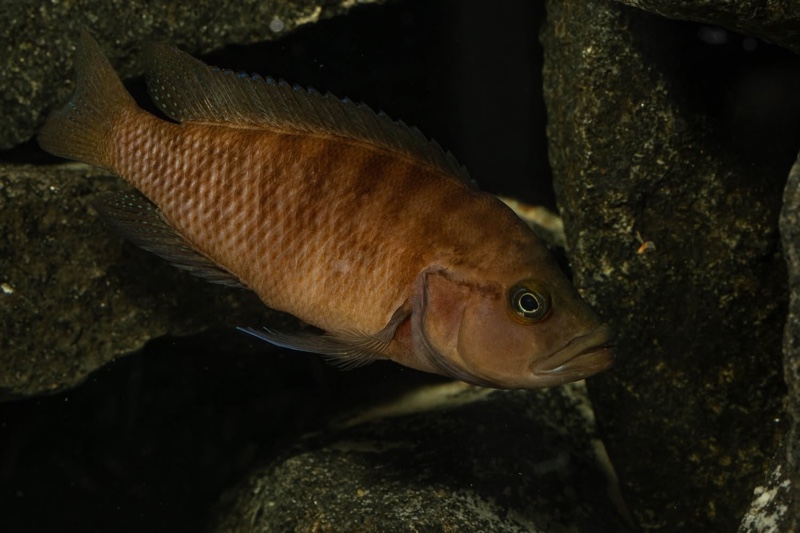 Neolamprologus obscurus 'Kantalamba'